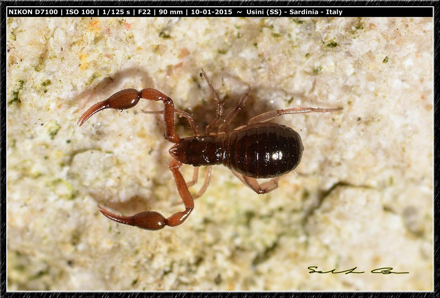 Chthoniidae? No. Neobisiidae: Neobisium sp.